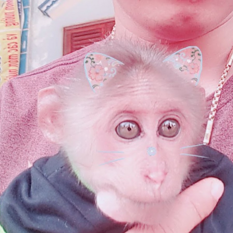 monkey Baby YoYo YouTube