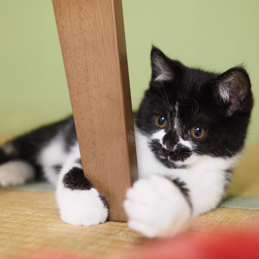  cat  cafe  goma channel YouTube 