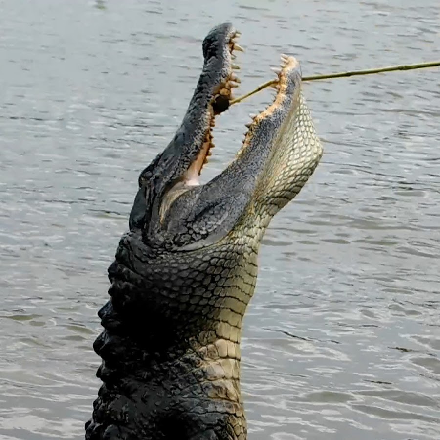 Mississippi Wildlife - YouTube