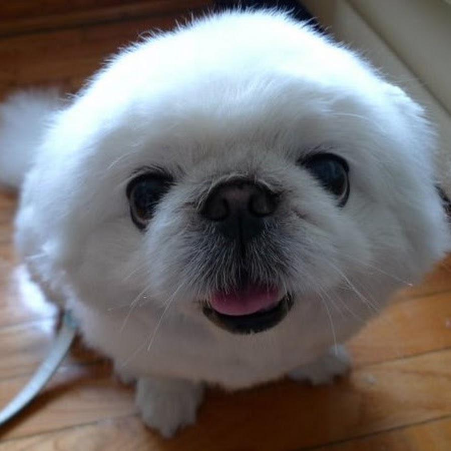 Miss Puppi - YouTube