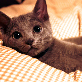 �����ֿ� YouTube