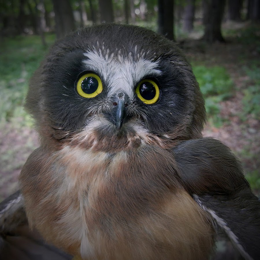 The Feather Wildlife YouTube