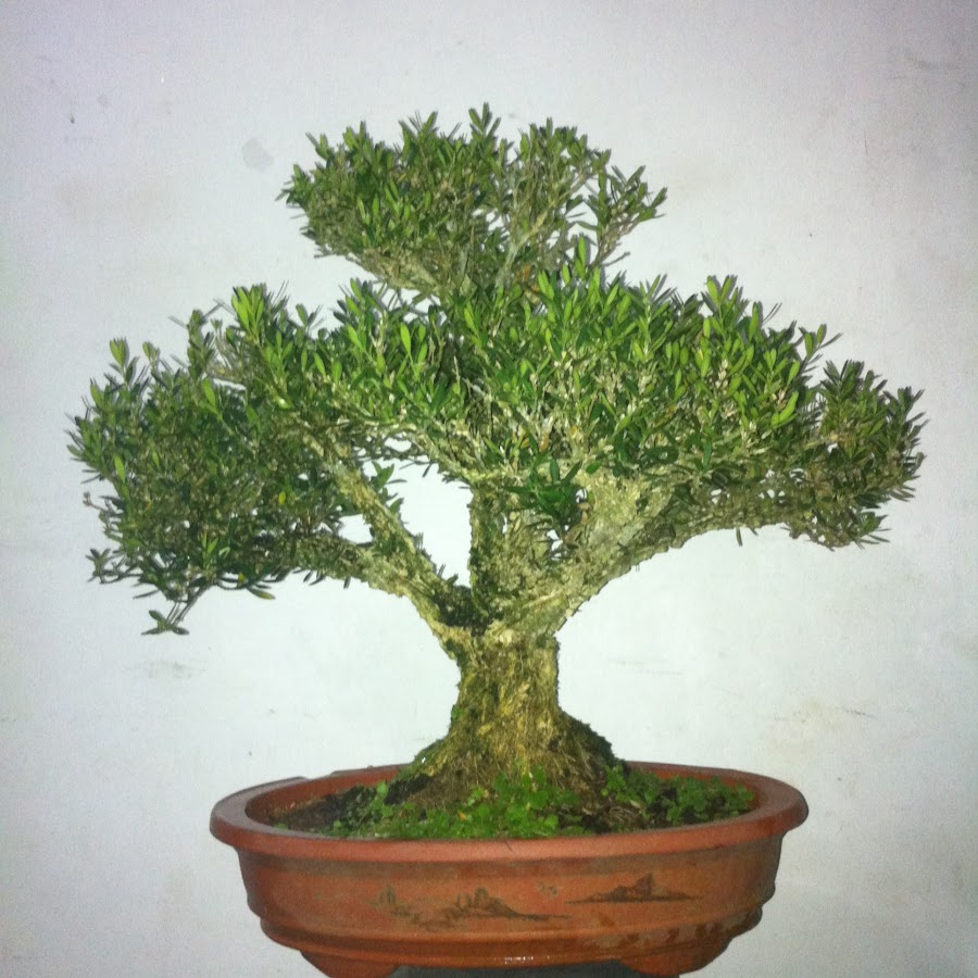 Bonsai Sri Lanka YouTube