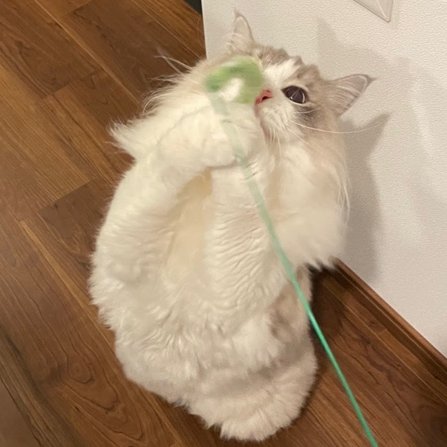 ちゃんねるYUI YouTube