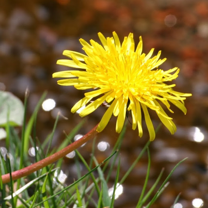 CicheMiejsce Net Worth & Earnings (2026)