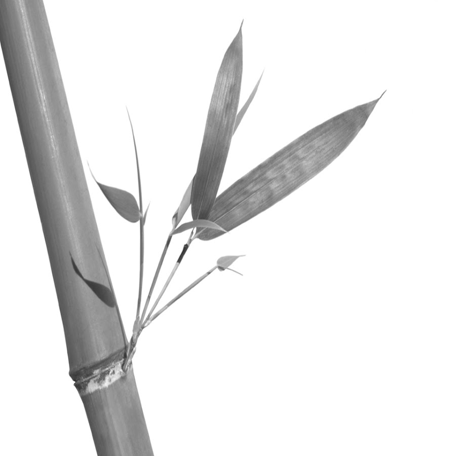Бамбук Незуко. Бамбук гифка. Plant series