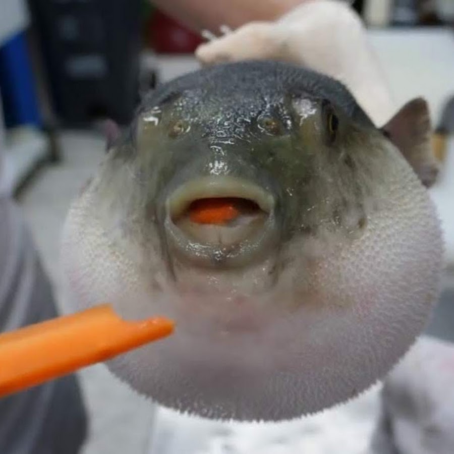 Moaning Pufferfish YouTube