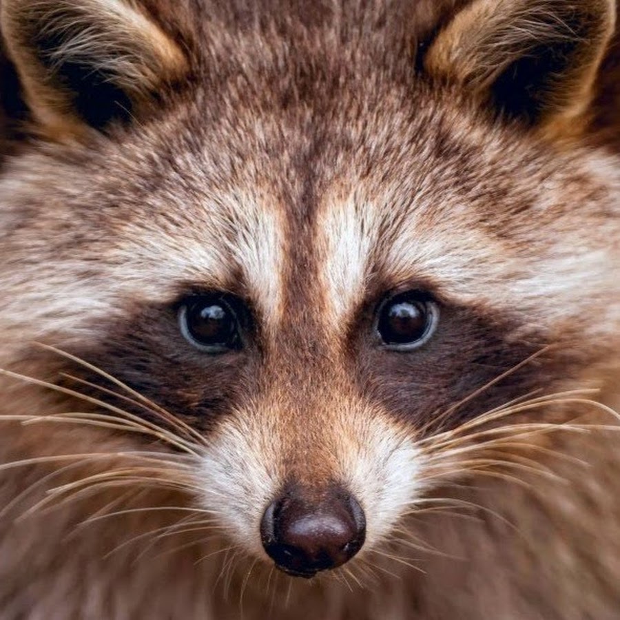 Cute Animals - YouTube