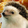 What could Memecorp buy with $1.6 million?
