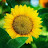 Sunflower Baby