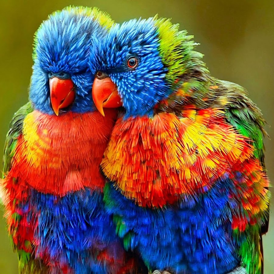 Lahore Birds YouTube