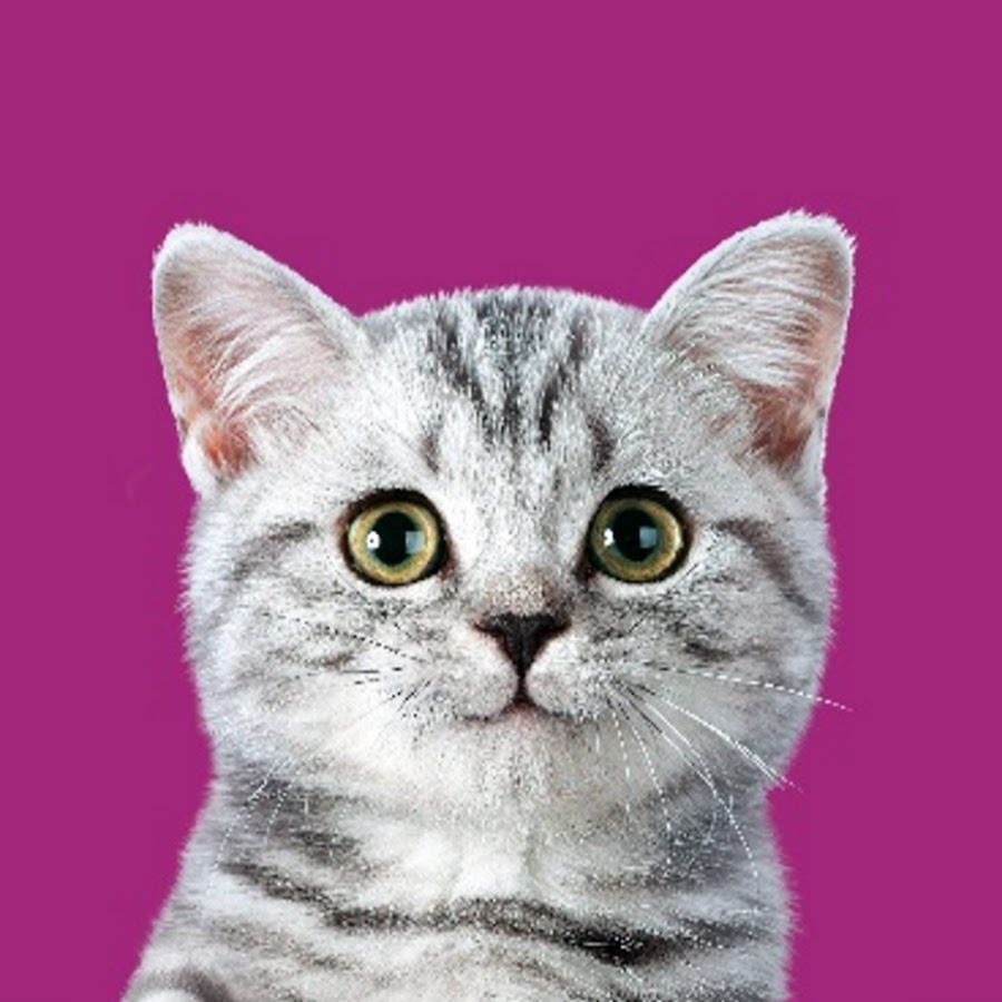 Картинки вискаса майнкрафтера