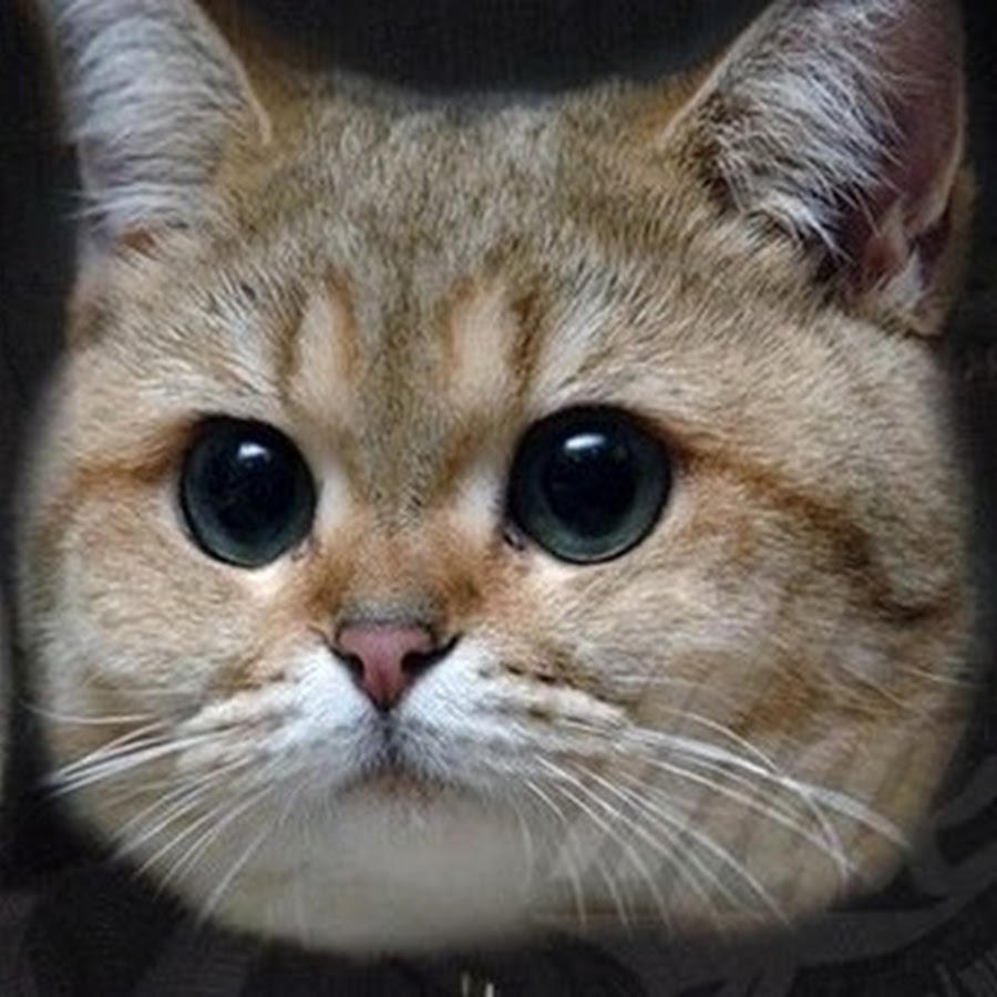 AGF-l798m8vvpldaXdFUUoVCmAnROrxizMmuG9tE9g=s900-c-k-c0xffffffff-no-rj-mo