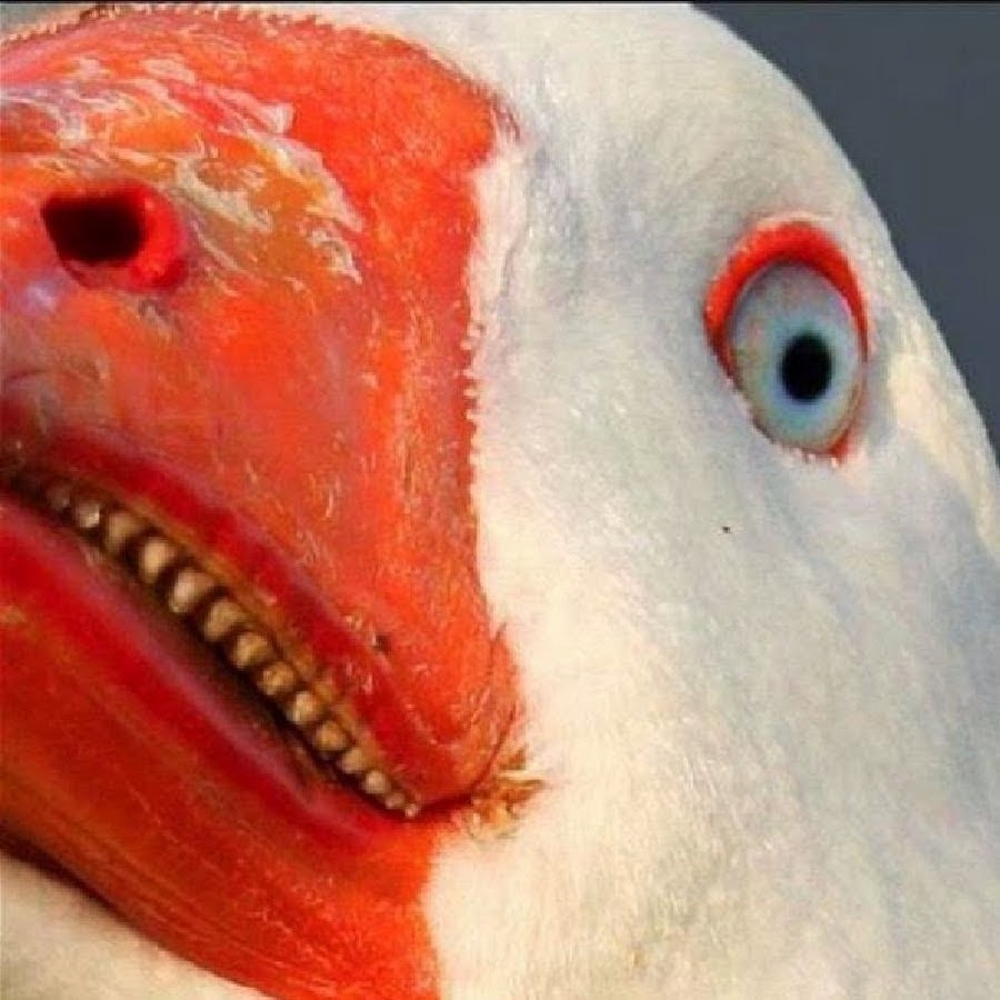 AGF-l799Hg-1dUrgiDfuD-nZ5lJ8vx9rxYys1ZyQUg=s900-c-k-c0xffffffff-no-rj-mo