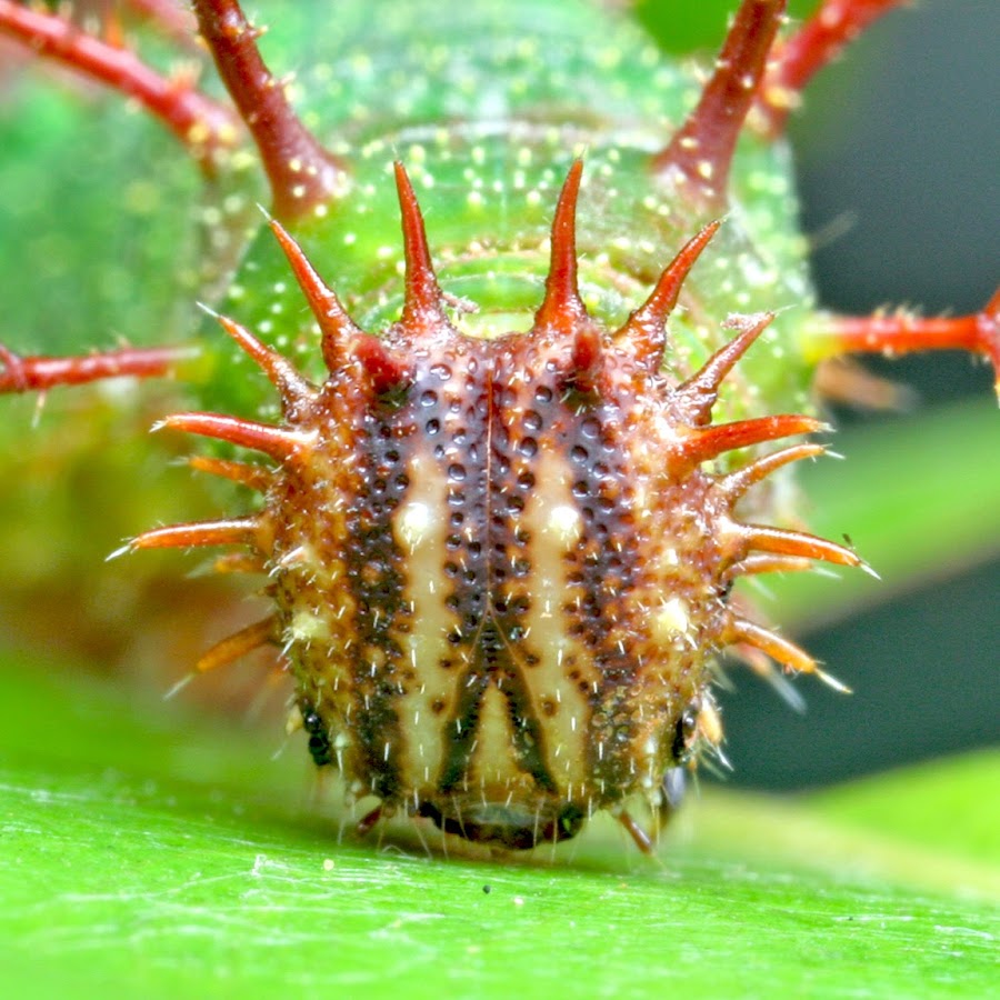 Caterpillars of Singapore YouTube
