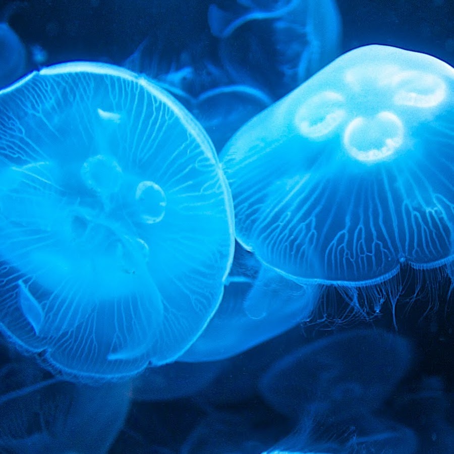 Медуза живая купить. Медуза Живая. Медуза атолла.