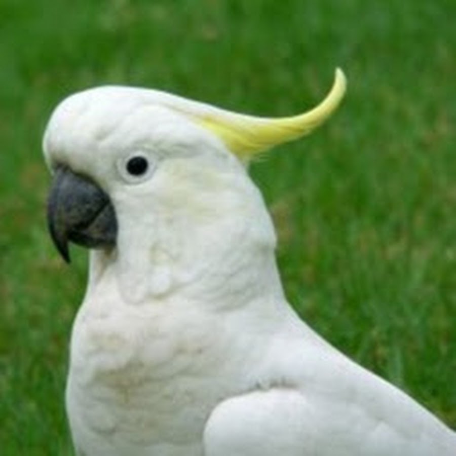 какаду женского рода. какаду женского рода. род какаду русском языке. пони кенгуру шимпанзе какаду род. какаду женского рода.