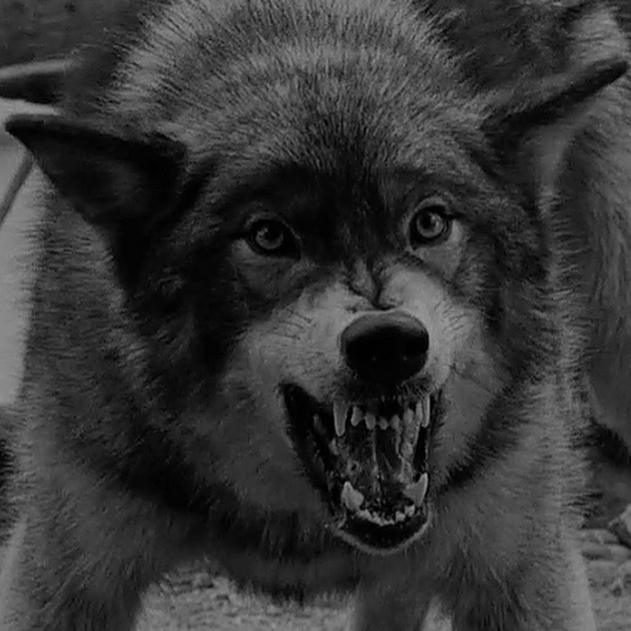 Свирепый любовь. Волчий оскал. Злой волк. Оскал волка. Волк рычит.