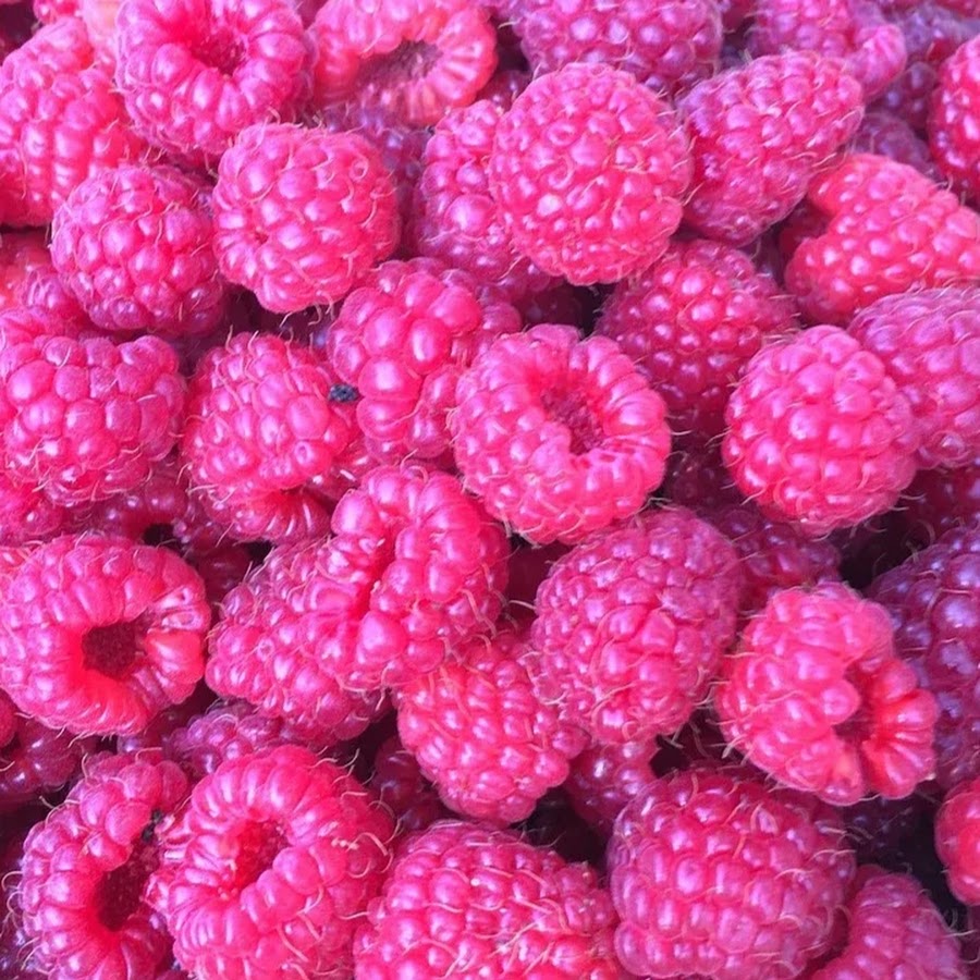 малина августовское чудо. малина красная крупная. малина ютубе. малина (плод). малина ремонтантные сорта карамелька.