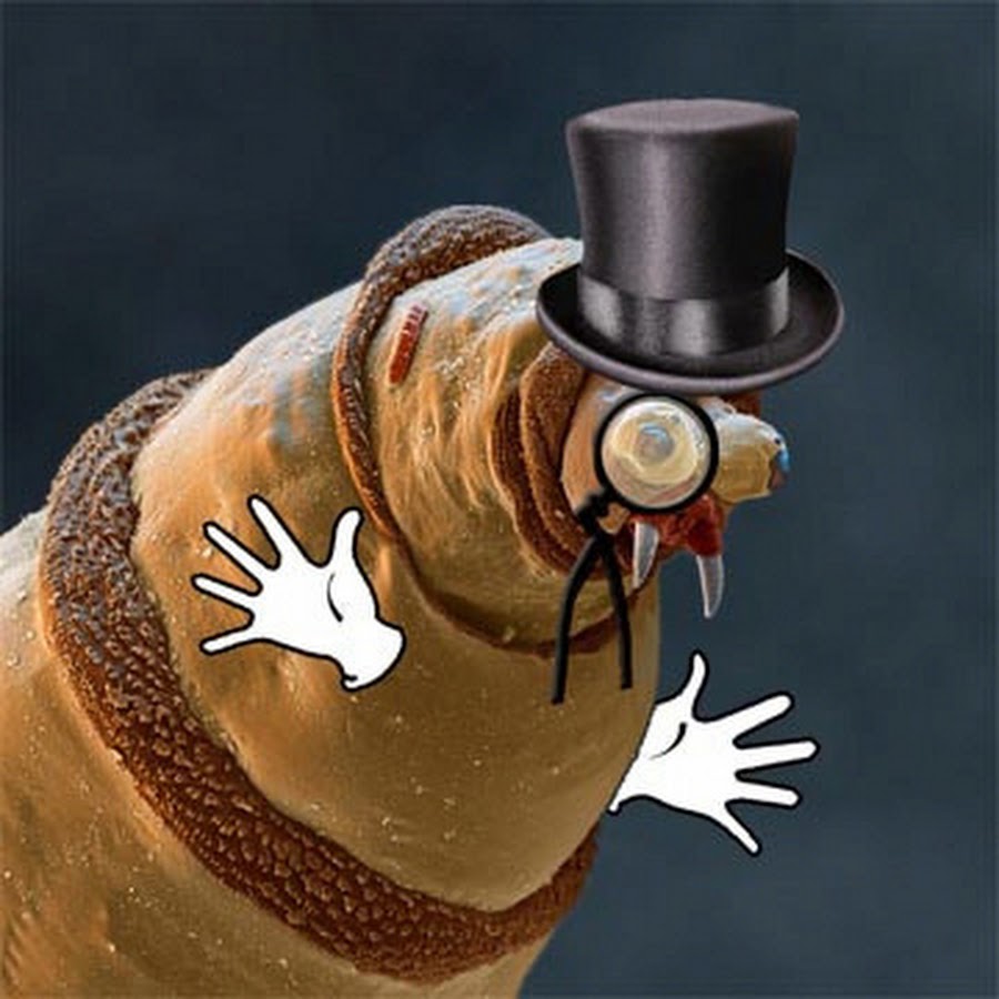 Насекомые под микроскопом. Многощетинковый червь под микроскопом. Лицо червя. Лицо червя. Микрофотография дождевого червя.