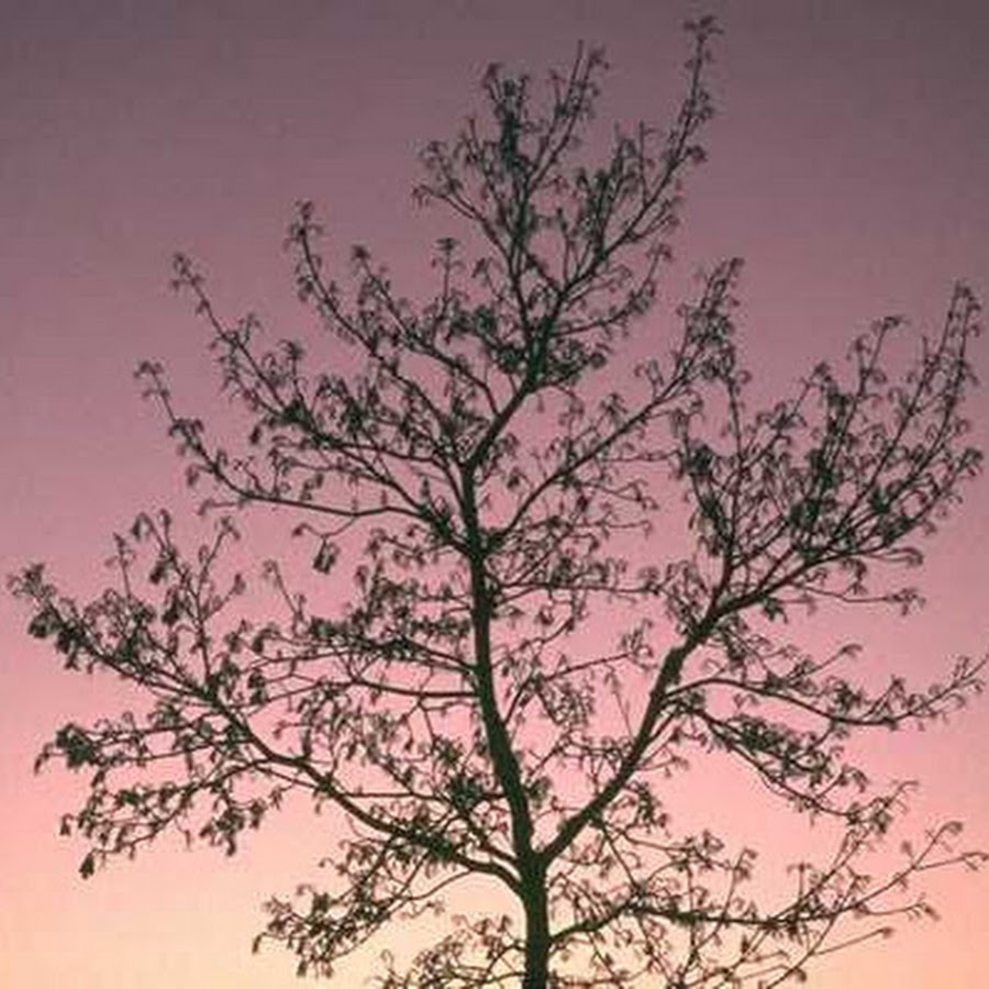 best channel - YouTube