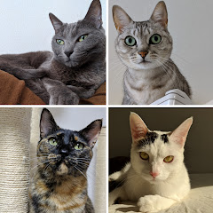 ねこほうチャンネル