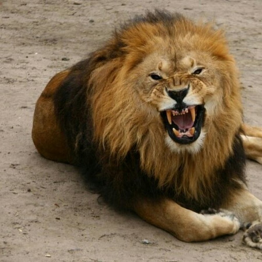 Лев кавказа. Агрессивный зверь. Лев рычит. Лев рычит. Рык львицы.