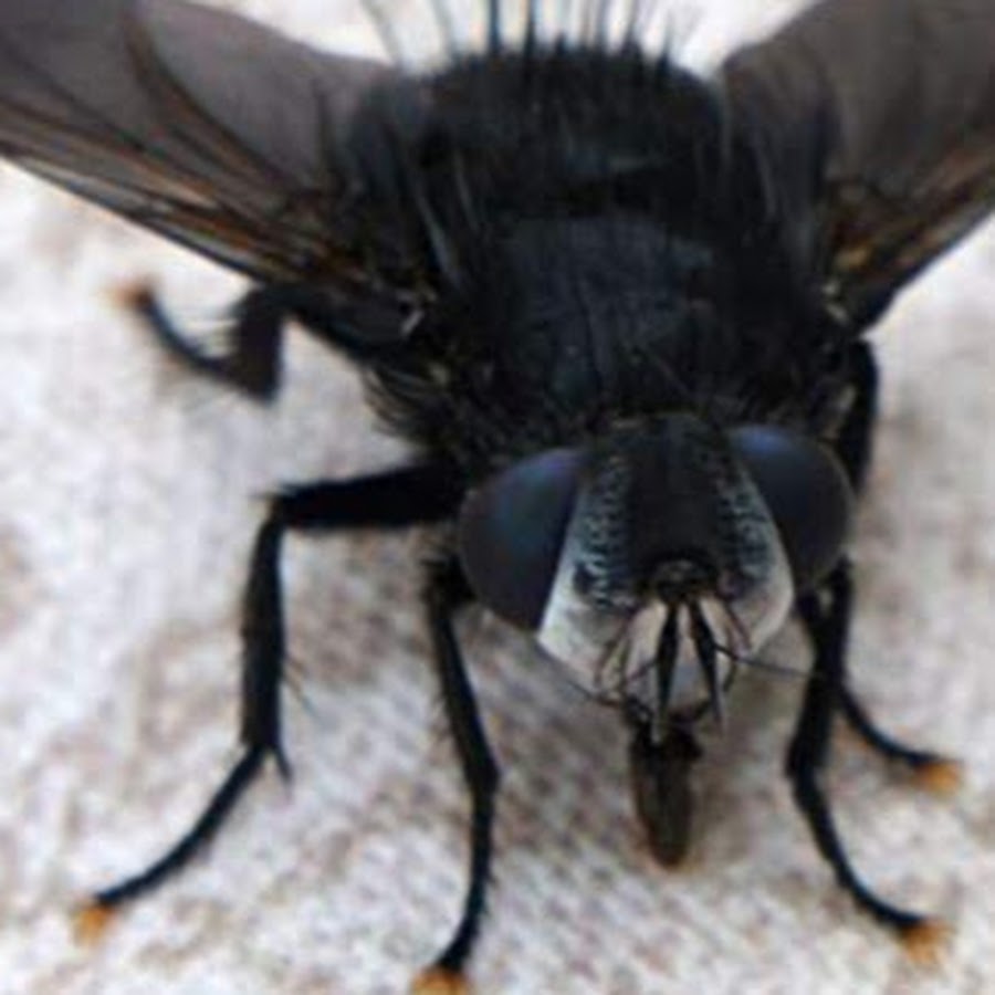 Плохо муха. Большая черная Муха. Летающие насекомые. Черное летающее насекомое.