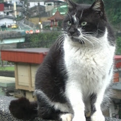 トミーにし