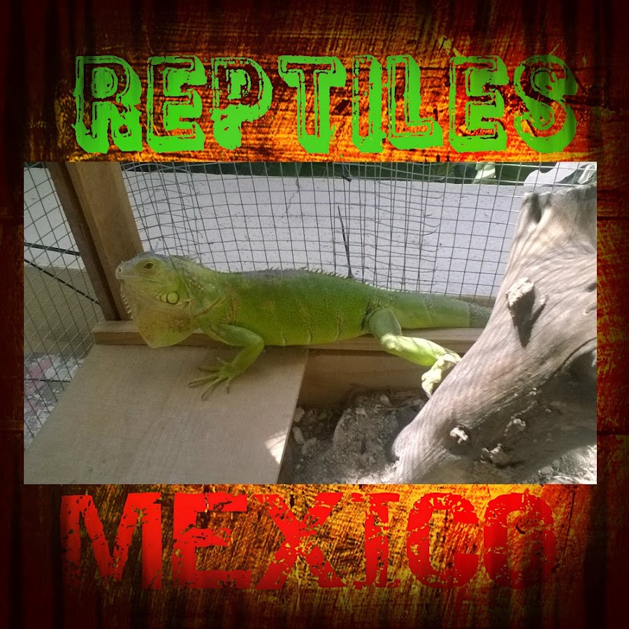 Reptiles Mexico YouTube