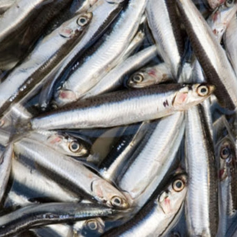 Анчоус это рыба или нет. Анчоус рыба. Хамса черноморская. Анчоус это рыба или нет. Перуанский анчоус.