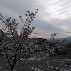 さくらさくら