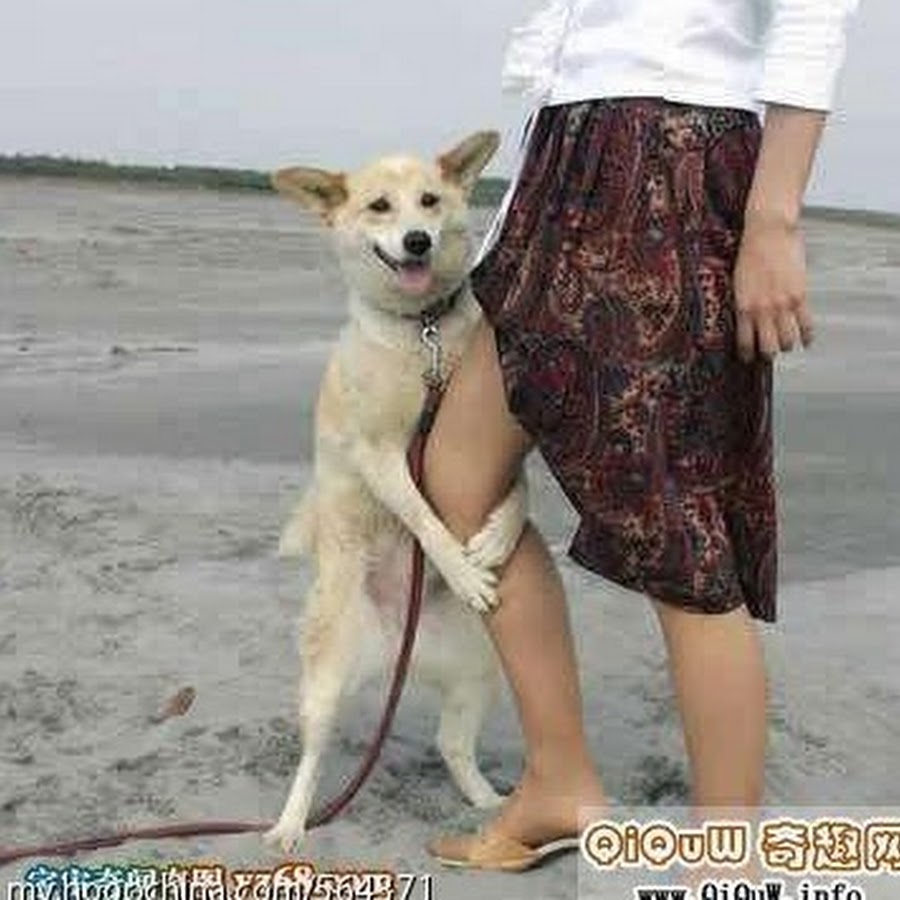 Скульптуры с юмором. Футболка я в доме хозяин. Весеннее обострение у собак. Озабоченный хозяин. Озабоченный кот.