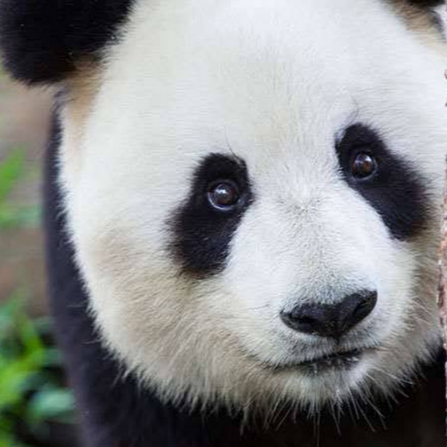 Глаза панды у ребенка после садомии фото