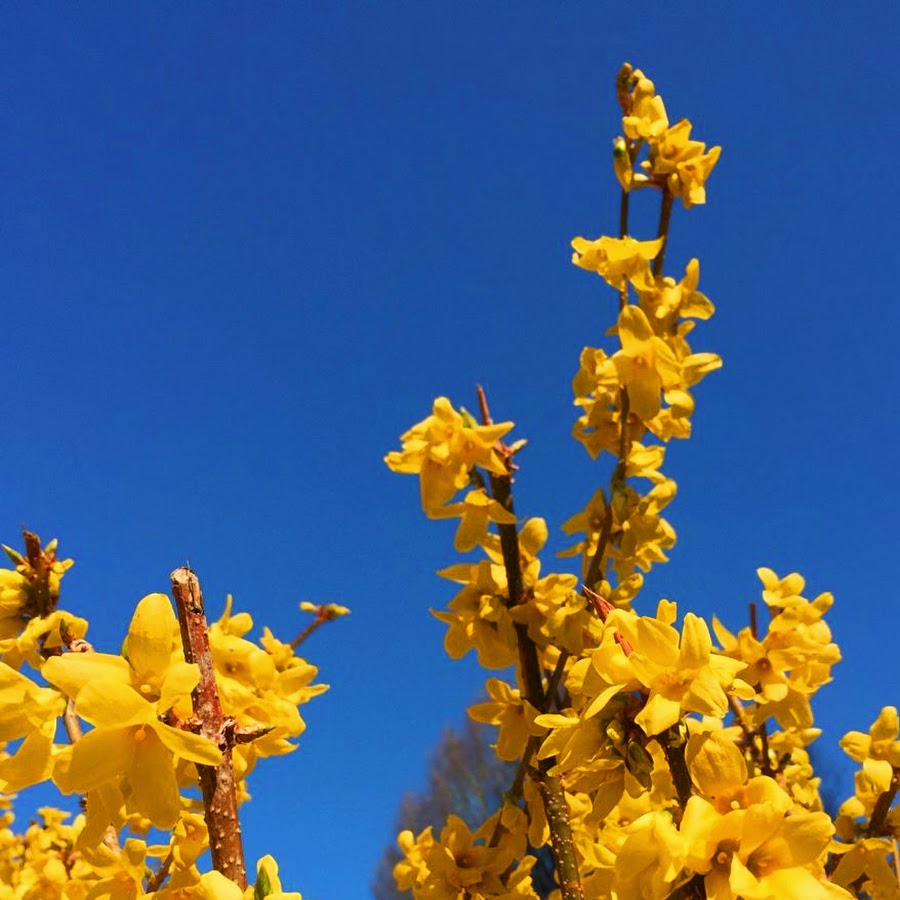 Желто синий Эстетика цветы