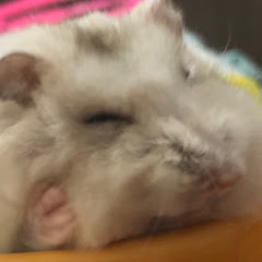 ミミチャンネル