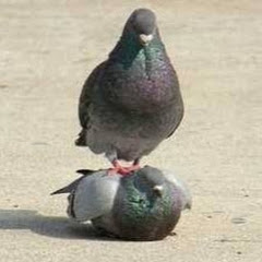 加賀朱鳥
