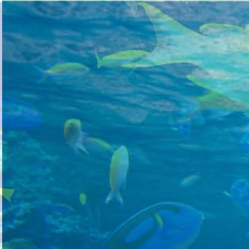 Roblox High School 10 Girls Shirt Codes Doovi - 