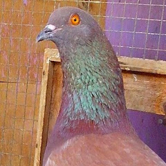 Playtube Pk Ultimate Video Sharing Website