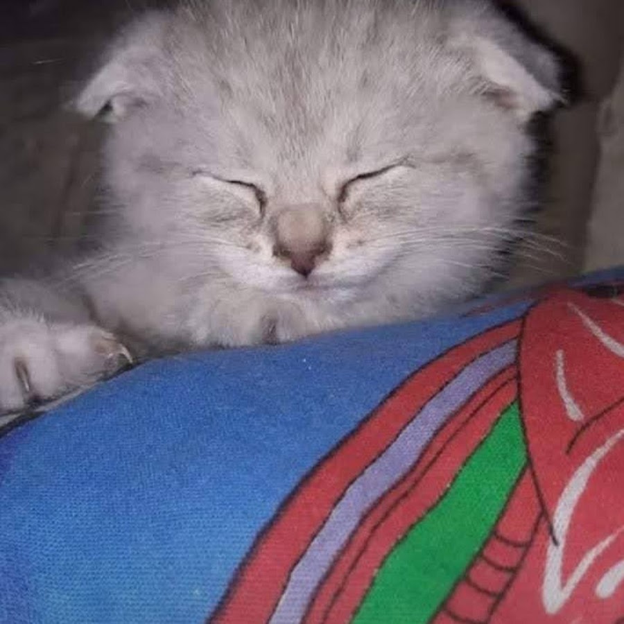 Вам ответит первый освободившийся оператор картинка