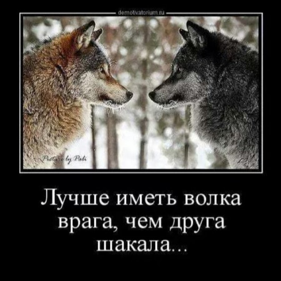 брат волк. крутые фразы про волков. волки братва. найдем друзей волку. найдем друзей волку.
