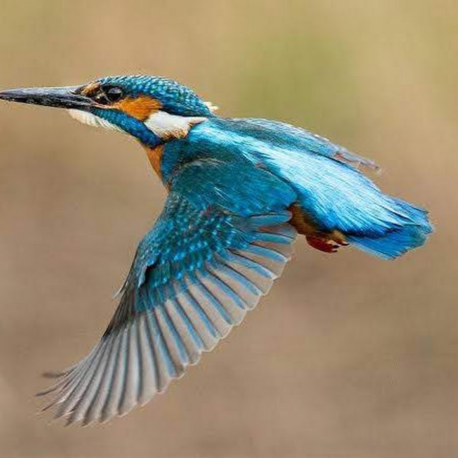 Кингфишер птица в индии