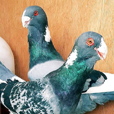 شيوخ الحمام الشامي - Pigeons | الجزائر VLIP.LV