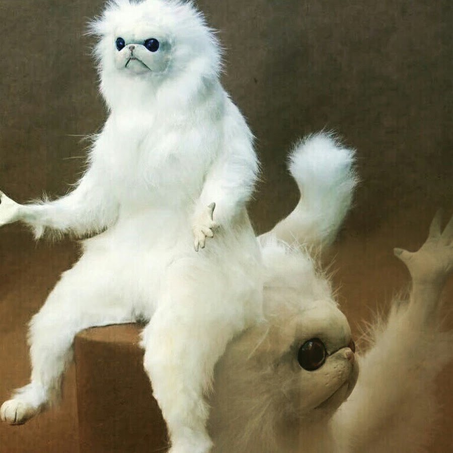 кот на стуле разводящий руками