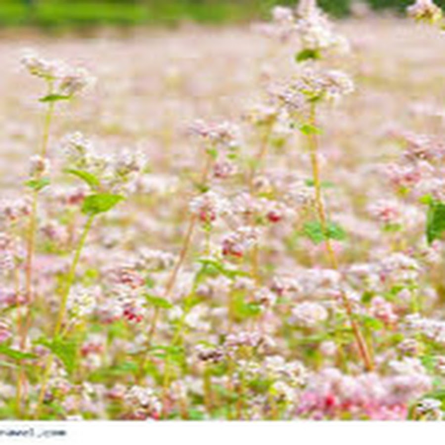 Buckwheat field stock photo. Image of plant, flower, field - 42853546