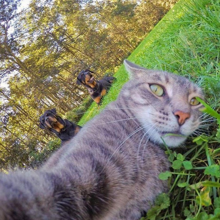 Two Dogs and a Cat in a Snowy Landscape