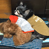 田中春菜 Youtube