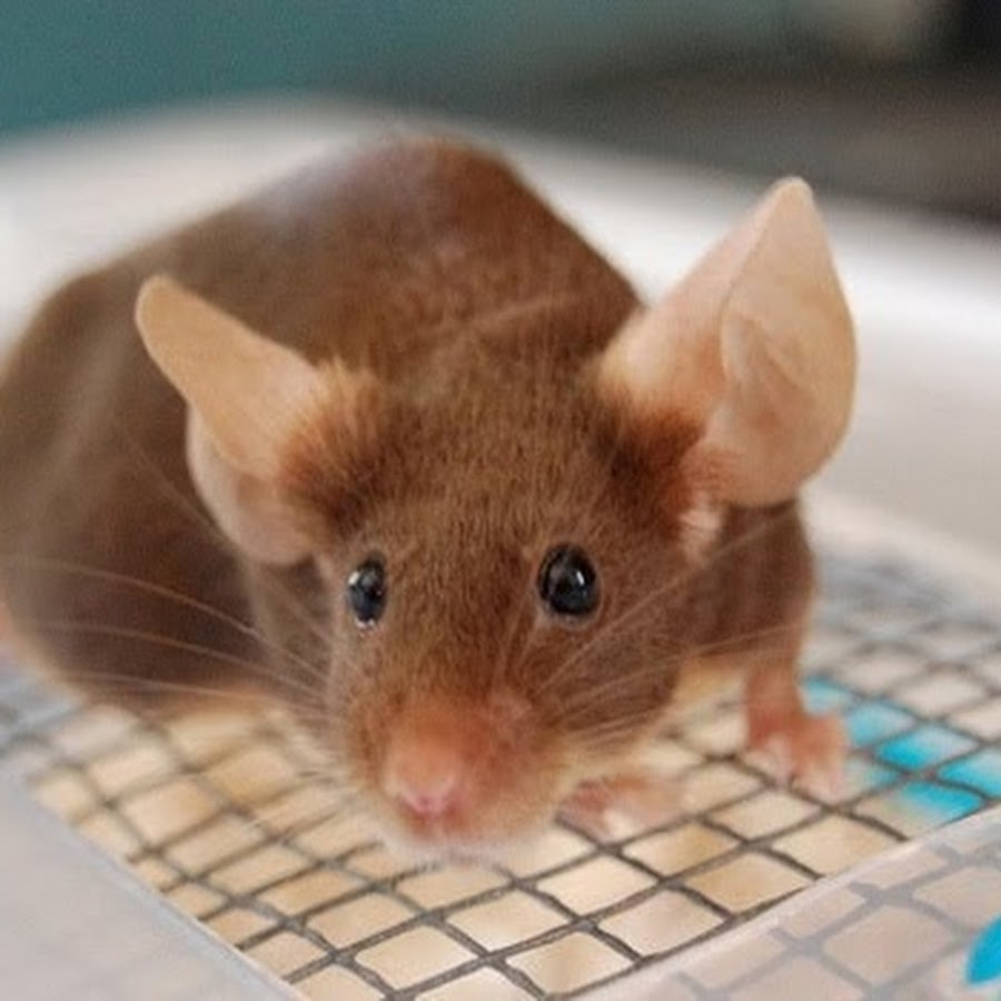 Коричневые мыши. Коричневая мышь. Коричневый мышонок. Мышка коричневого цвета. Бурая мышь.