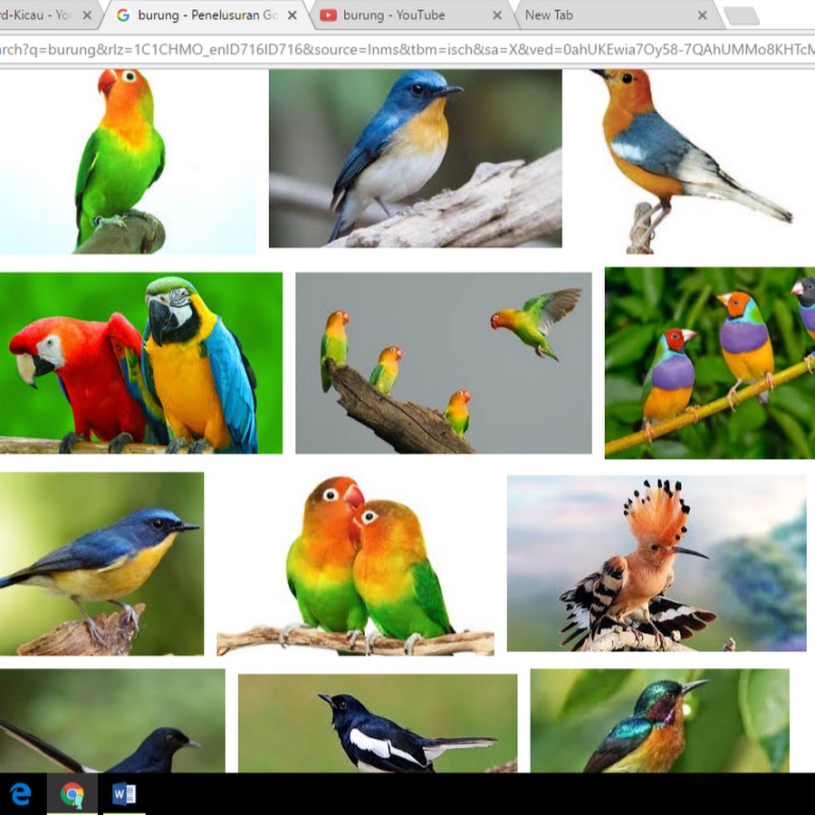 Burung Bird Kicau Youtube