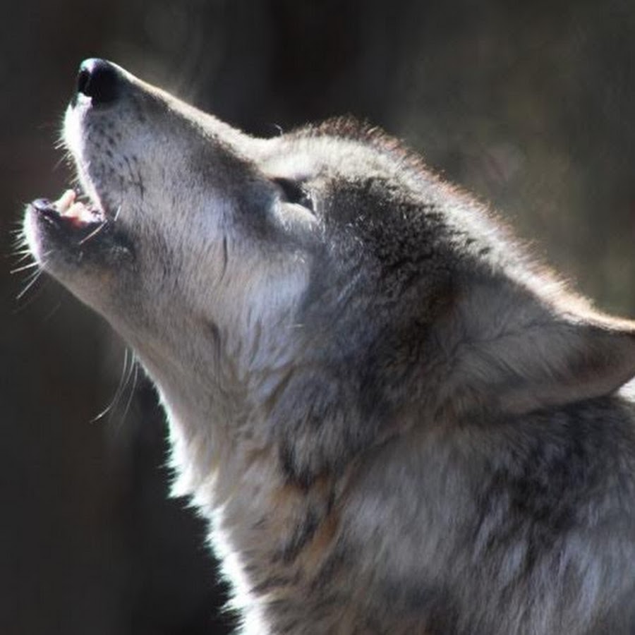 xXGrey WolfXx - YouTube